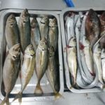 深日港での釣果　アジ、サバ、カサゴ、太刀魚