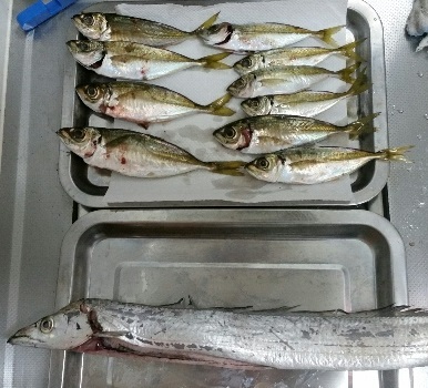 泉南でアジ、太刀魚