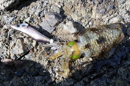 和歌山の中紀エリアでアオリイカの新子調査 ９月 愛しのfishing