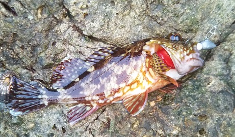 白崎 中紀 で穴釣り カサゴ ムラソイが釣れました 愛しのfishing