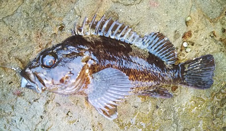 白崎 中紀 で穴釣り カサゴ ムラソイが釣れました 愛しのfishing