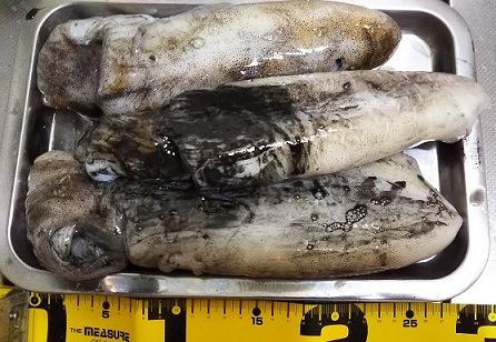 エギングロッドでヤエン釣り 500ｇ前後が3杯 愛しのfishing