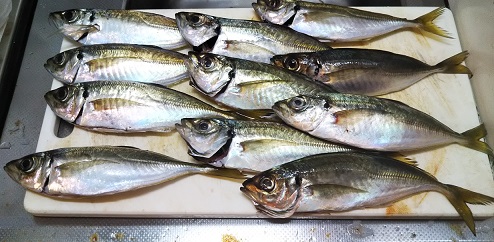 泉州で秋の太刀魚 アジング調査 愛しのfishing