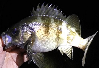 産卵前の荒食いでメバル連発 In 大阪 愛しのfishing