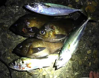 産卵前の荒食いでメバル連発 In 大阪 愛しのfishing