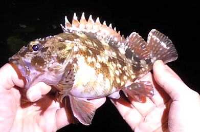 大阪でメバル ガシラ 1月下旬 愛しのfishing