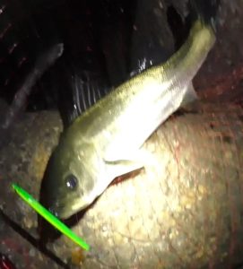 上げ潮のバチ抜けでシーバス連発 愛しのfishing