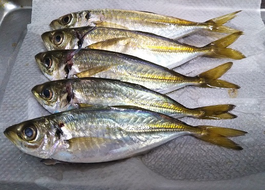 淡路島でヤエン アジング 愛しのfishing